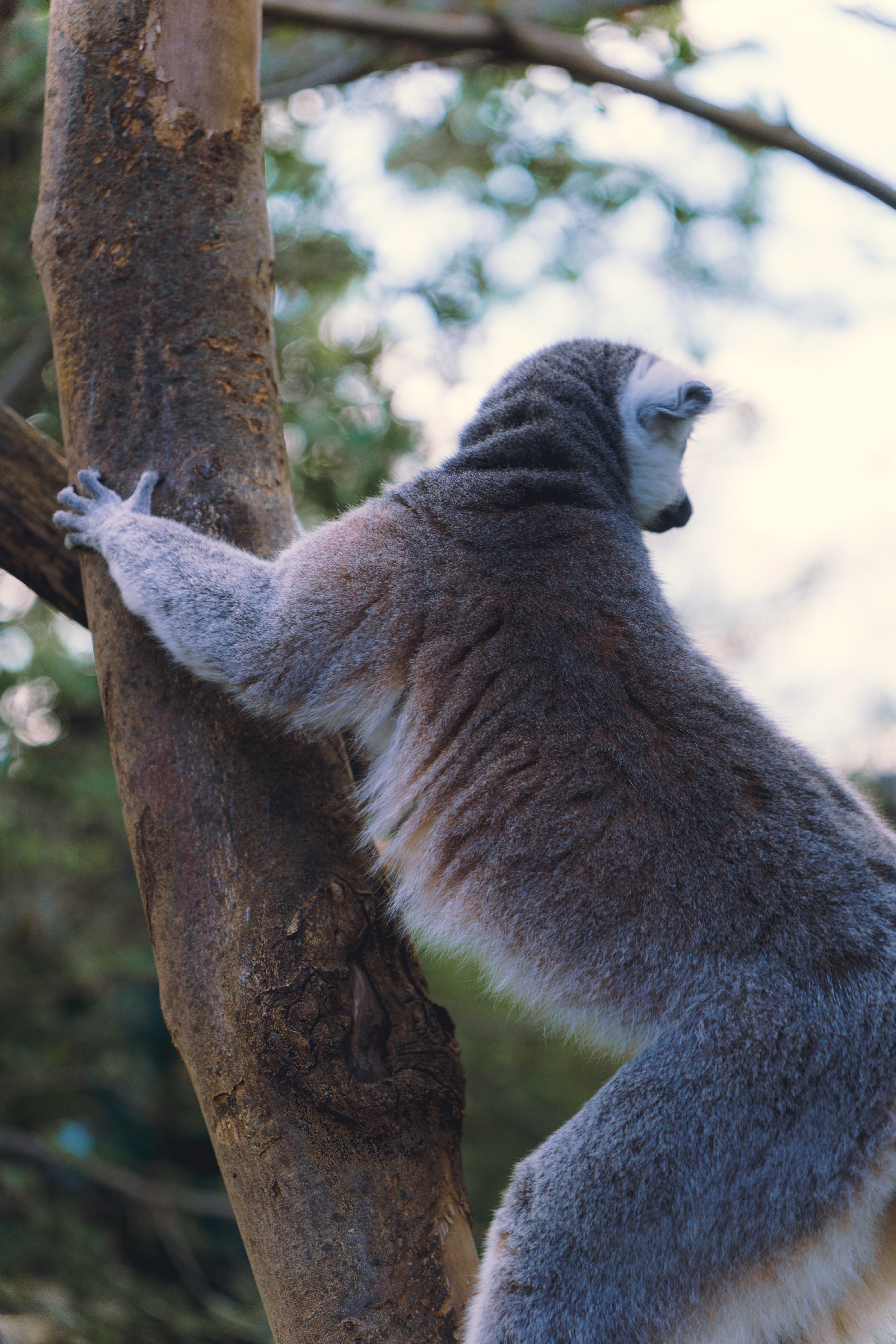 Lemur Hugging Tree